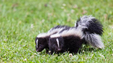 Two skunks playing.