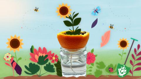 Image of an orange peel plant pot filled with soil and sat in a jar of water, on a cartoon background of flowers.
