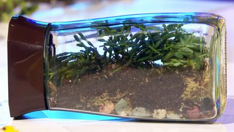 A home made terrarium