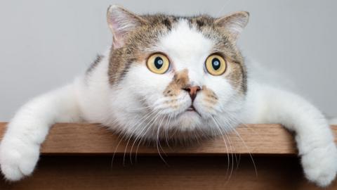 A white a ginger cat is sat on a shelf with it's paws hanging down with it's eyes wide open.