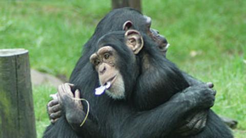 Two chimpanzees are hugging eachother, they both have pink flower petals in their mouths.
