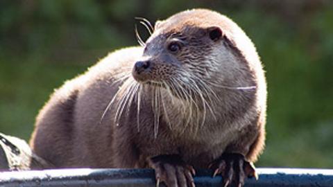 A wet otter looks into the distance.