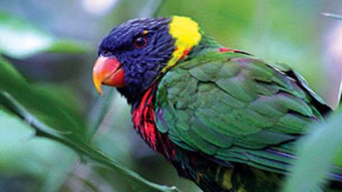 A blue, red, yellow and green coloured parrot.
