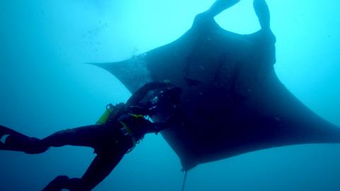 A giant Manta Ray.