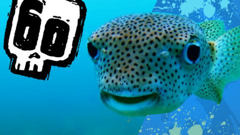 A Puffer Fish.