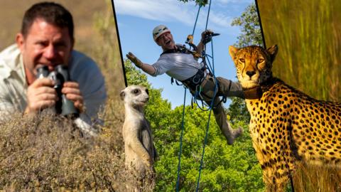 Left to right - Steve Backshall looking at a meerkat in front of him, Steve Backshall abseiling through trees and a Jaguar looking at the camera