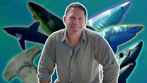 Steve Backshall, surrounded by deadly sharks.