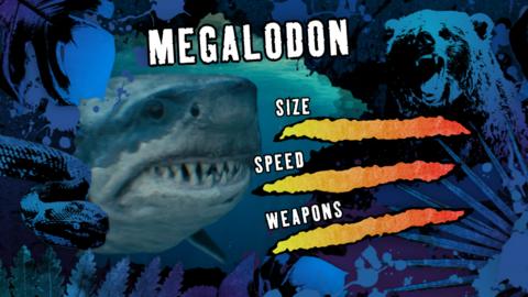 Click to watch Steve Backshall explore the megalodon.