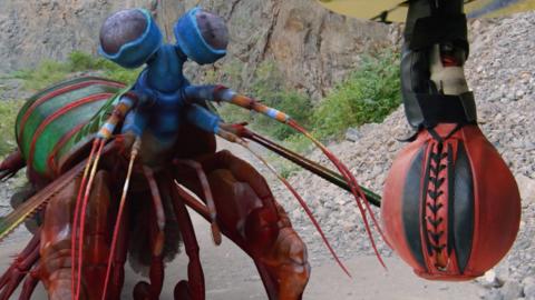 An animated mantis shrimp with a boxing ball.