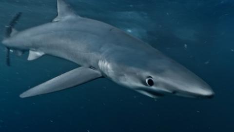 A Blue Shark.