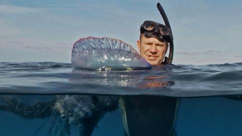 Steve Backshall in the water with a Portuguese Man'o'War.