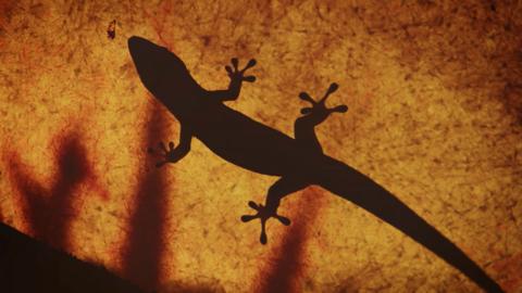 A gecko on a leaf.