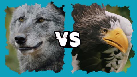 A wolf and an eagle.