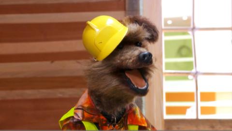 Hacker the dog with a high res jacket and hard hat on.