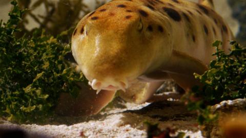 Epaulette shark.