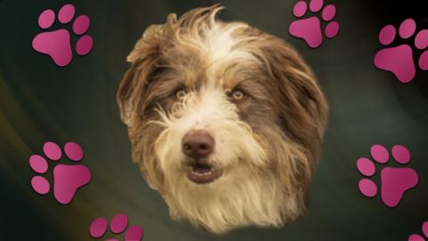 Timmy the dog surrounded by pink paw prints.