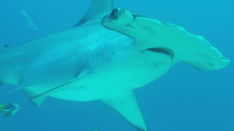 Hammerhead shark swimming underwater.