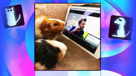 Two Guinea Pigs looking at an ipad.