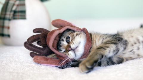 A cat wearing a reindeer costume