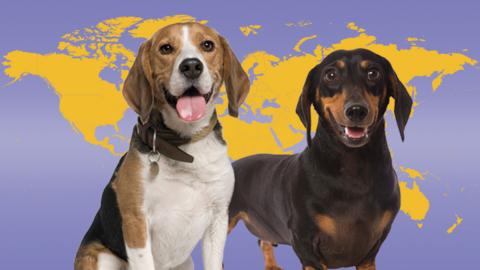 Map of the world with an image of a beagle and a dachshund.