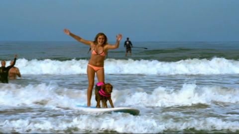 Tilly and a surfing dog