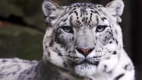 A snow leopard.