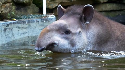 A tapir.