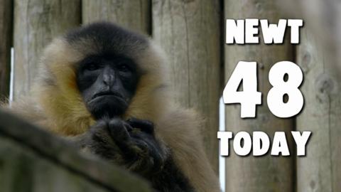 A white cheeked gibbon.