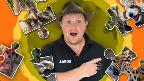 Image of Aaron from One Zoo Three, surrounded by jigsaw pieces with images of animals on them.