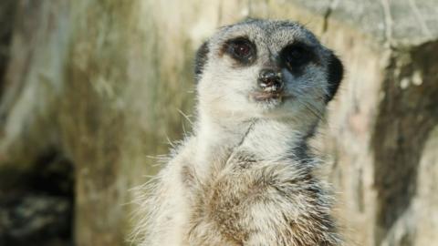 An meerkat looking directly at the camera.