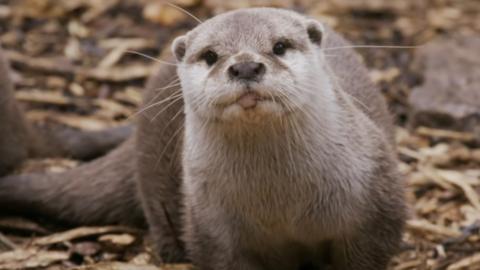 An otter looking directly at the camera.