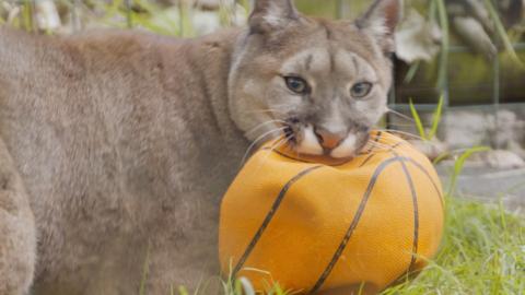 A puma playing with a basketball.