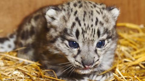 A Snow Leopard Cub.