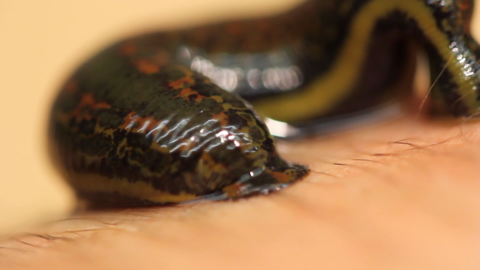 A picture of a leech sucking blood from an arm