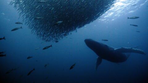 A humpback whale swimming beneath a shoal of herring.