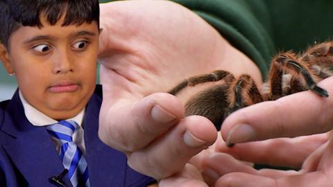 A boy looking at a huge spider.