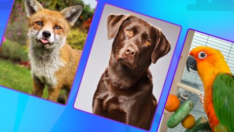 A fox, dog and parrot.