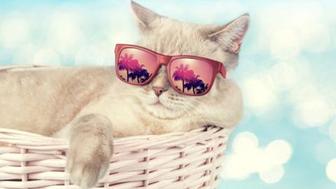 A cat laying down in a basket. It is also wearing sunglasses