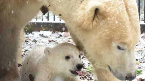 Polar Bear and Polar Bear Cub