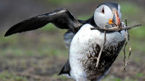 Puffin with a stick