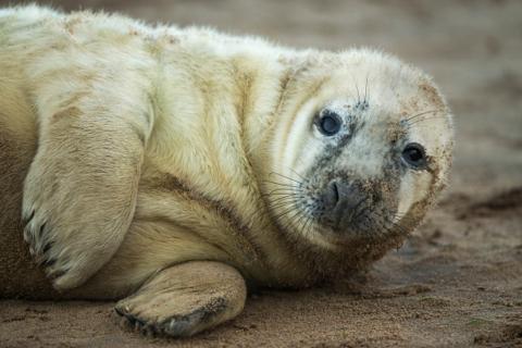 grey seal