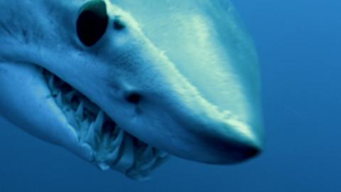 A mako shark.