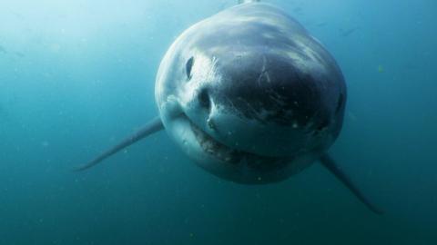 A great white shark.