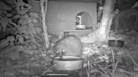 A hedgehog drinks from a water bowl as another hedgehog watches them from behind, hiding in a hut.