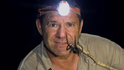 Steve Backshall with a wandering spider.