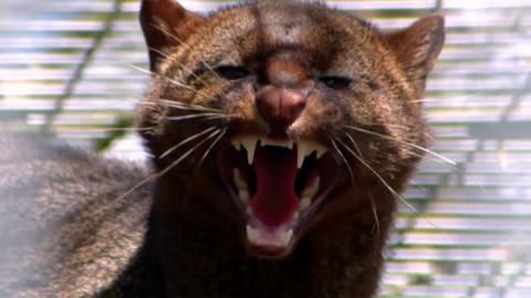 A jaguarundi cat close up with it's mouth open showing it's teeth.