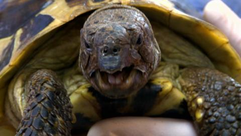 A close up photo of a tortoise with it's mouth open.