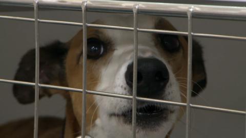 A brown lurcher dog being held in a pen at the vets.