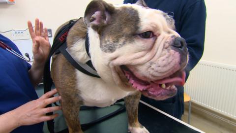 A bulldog at the vets.