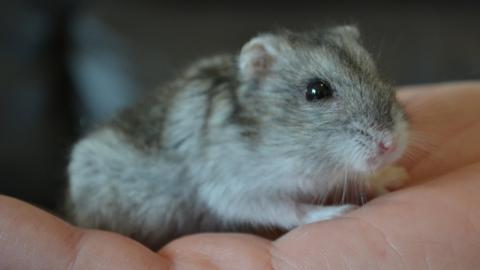 A small grey hamster being held in someone's hand.